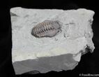 Flexicalymene Trilobite Fossil From Indiana #1001-1